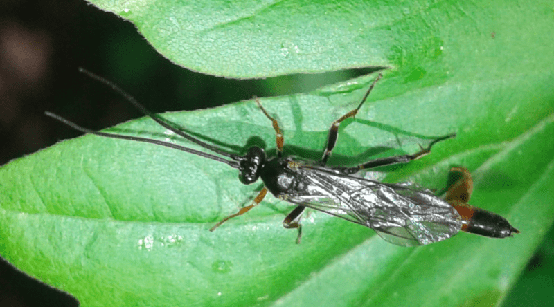 Ichneumonidae: Dusona sp.